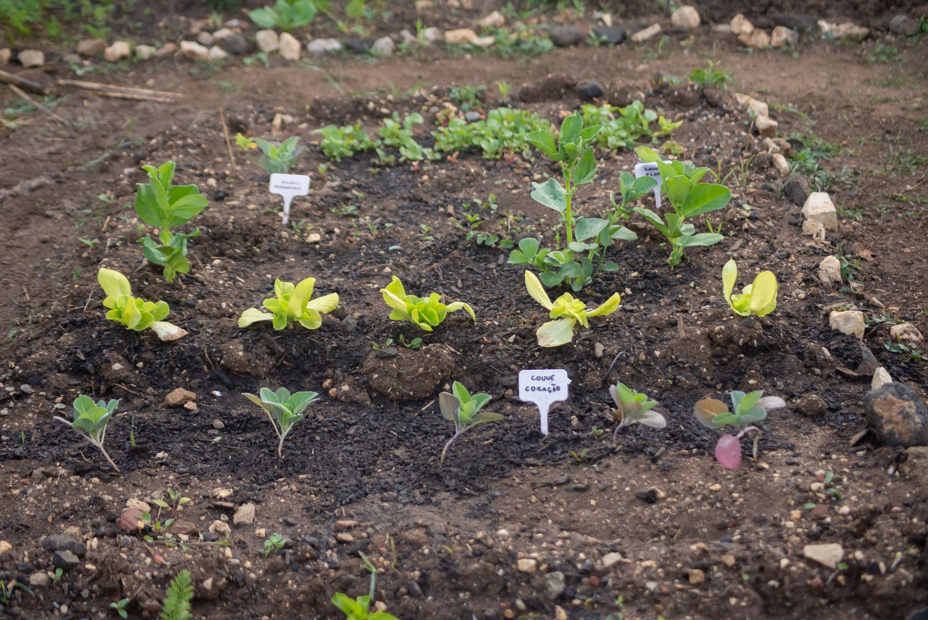 How to Start a Survival Garden: Beginner's Guide to Growing Emergency Food