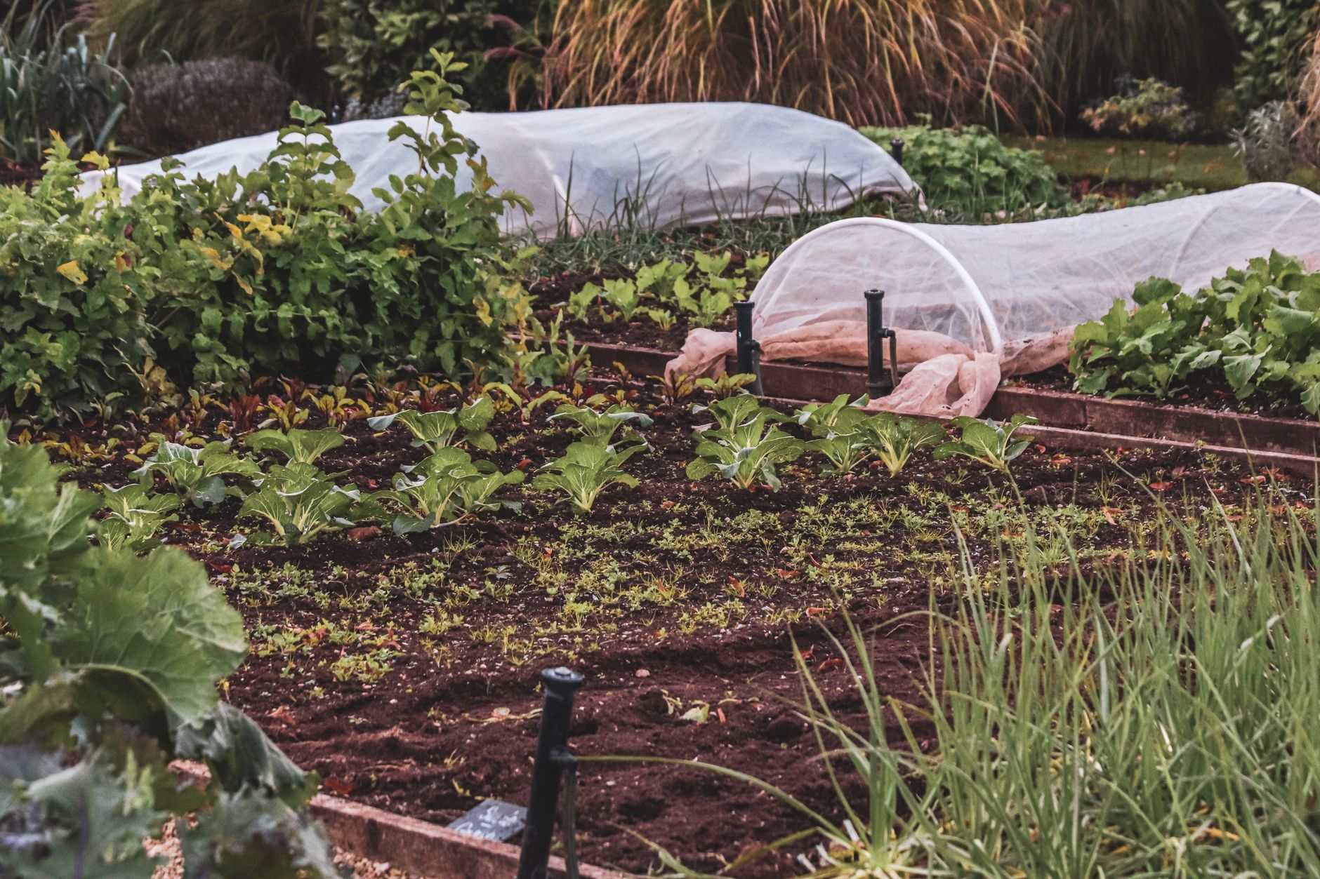 A lush backyard survival garden with various vegetable crops.
