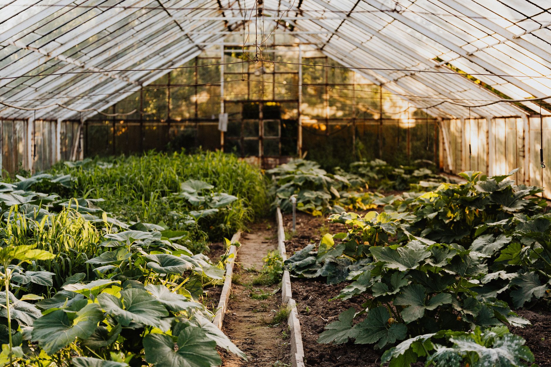 Rows of potatoes, beans, and squash growing in a survival garden.