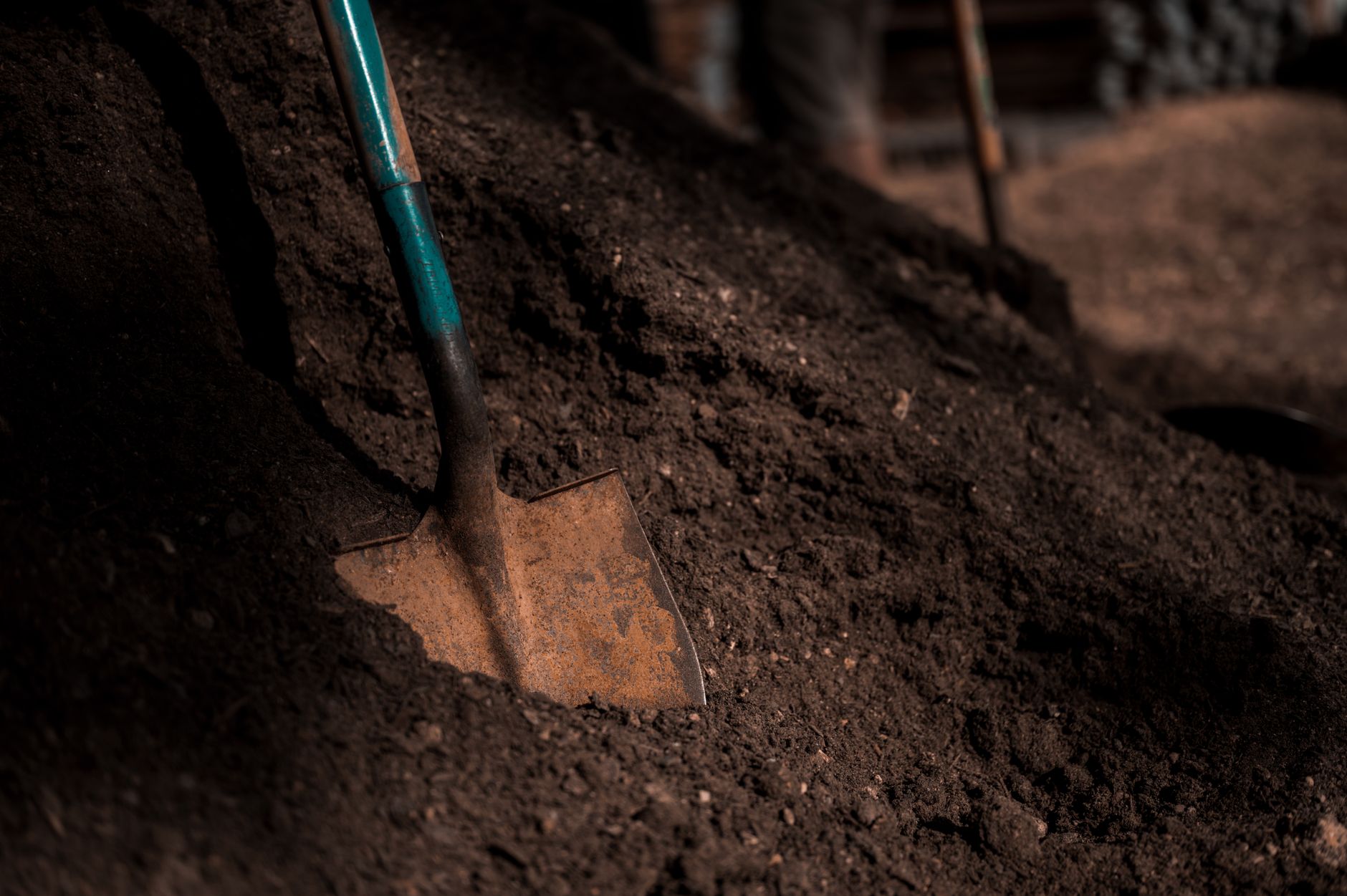 A gardener watering mulched vegetable seedlings in a survival garden.